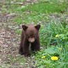 Body Of Bear Cub Found In Central Park